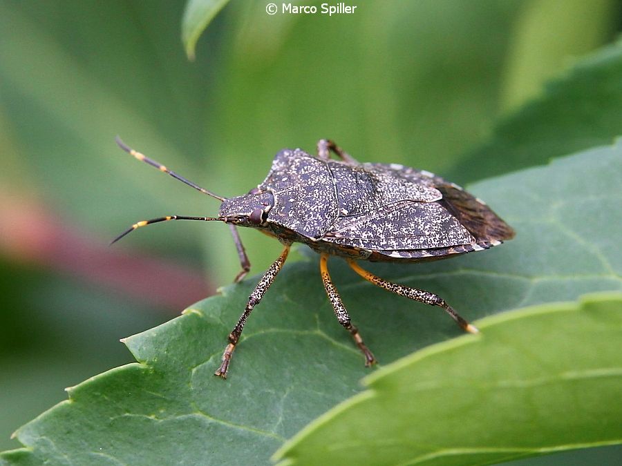 Pentatomidae:  Raphigaster nebulosa?   No, Halyomorpha halys